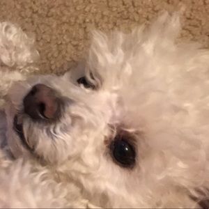 Meet your Posher, Ella